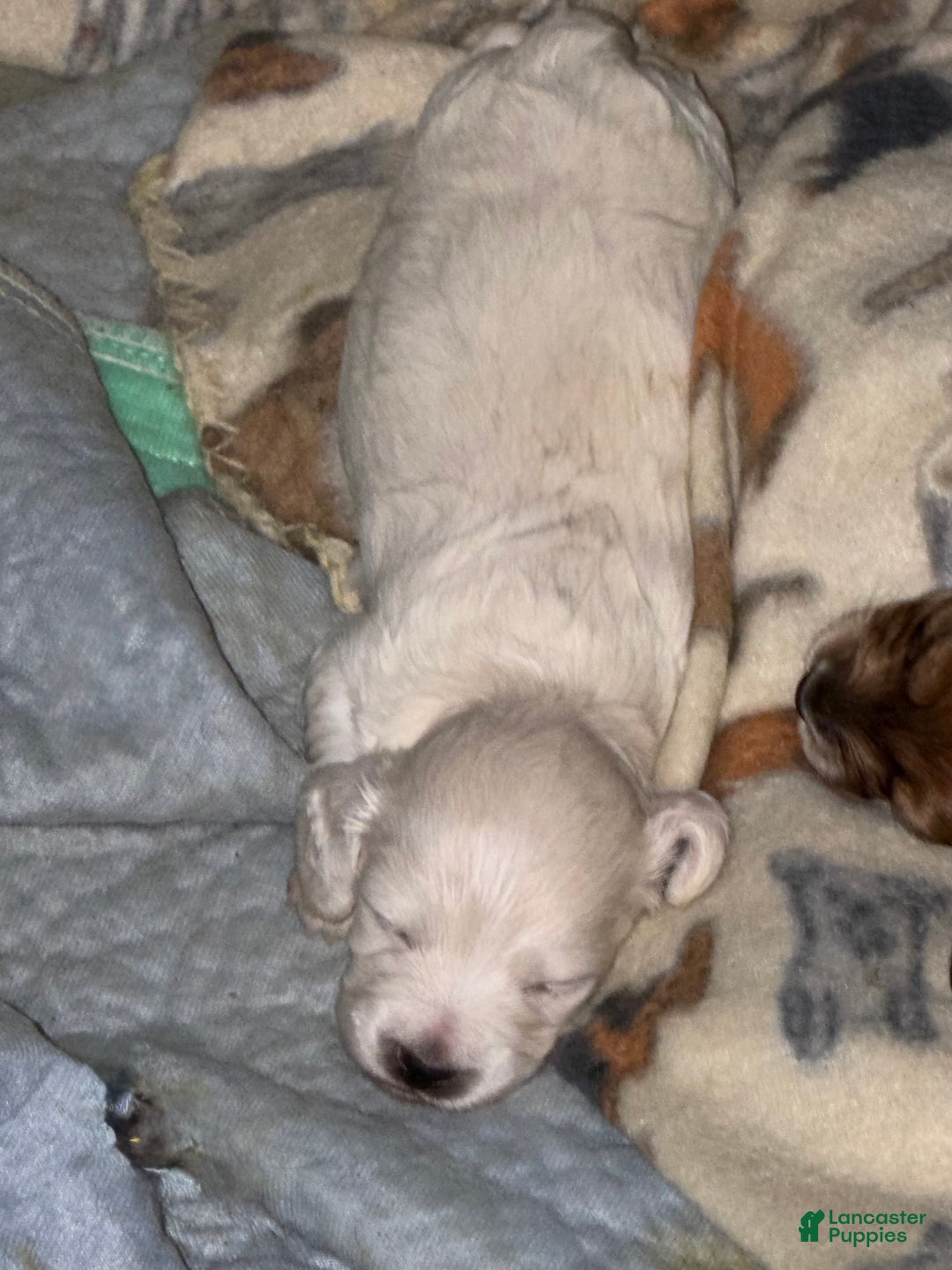 Miniature Dachshund dogs for sale: ee cream boy - Ad 2