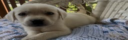 Labrador Retriever dogs for sale: Labrador Retriever Male Seth - Ad 7