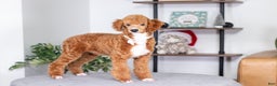 Toy Poodle dogs for sale: Wanda - Ad 2