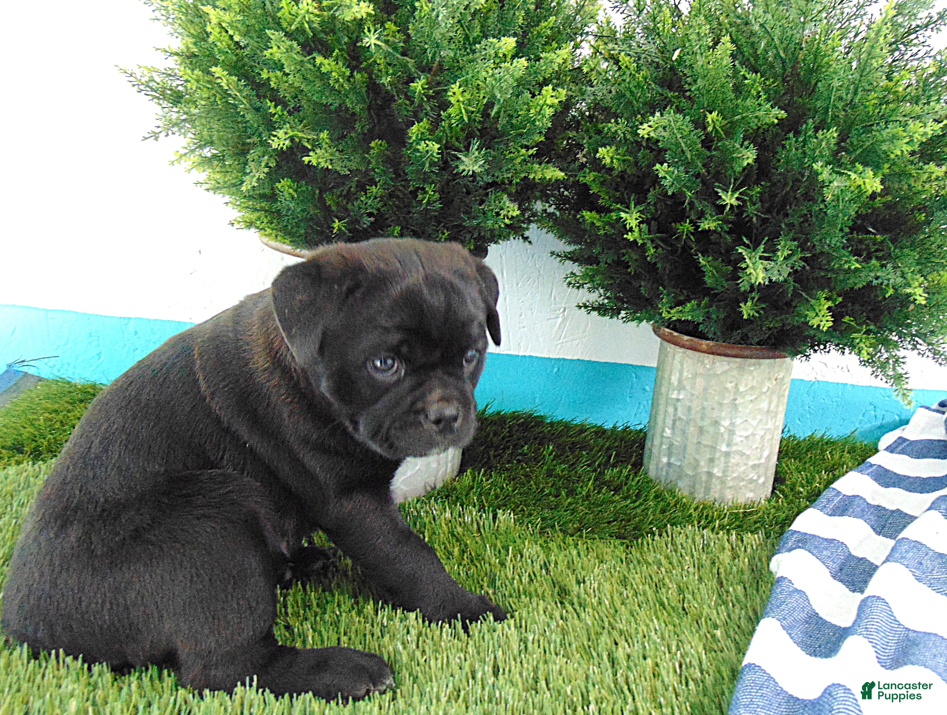 Mixed Breed dogs Sally - Ad 2