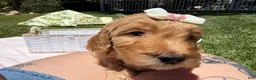 Goldendoodle dogs for sale: Blossom - Ad 5