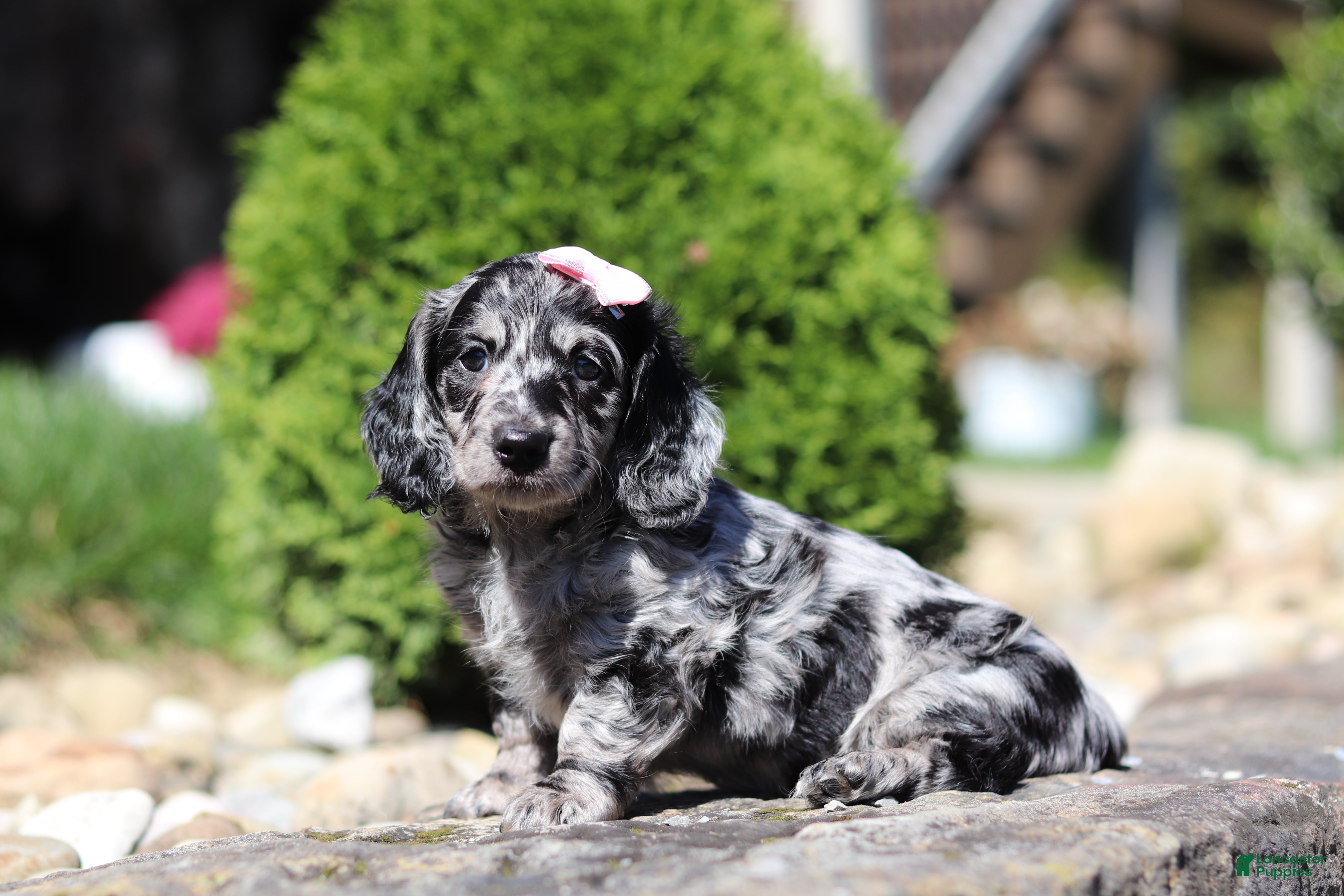 Dachshund dogs Brielle (AKC) - Ad 2
