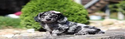 Dachshund dogs for sale: Brielle (AKC) - Ad 2