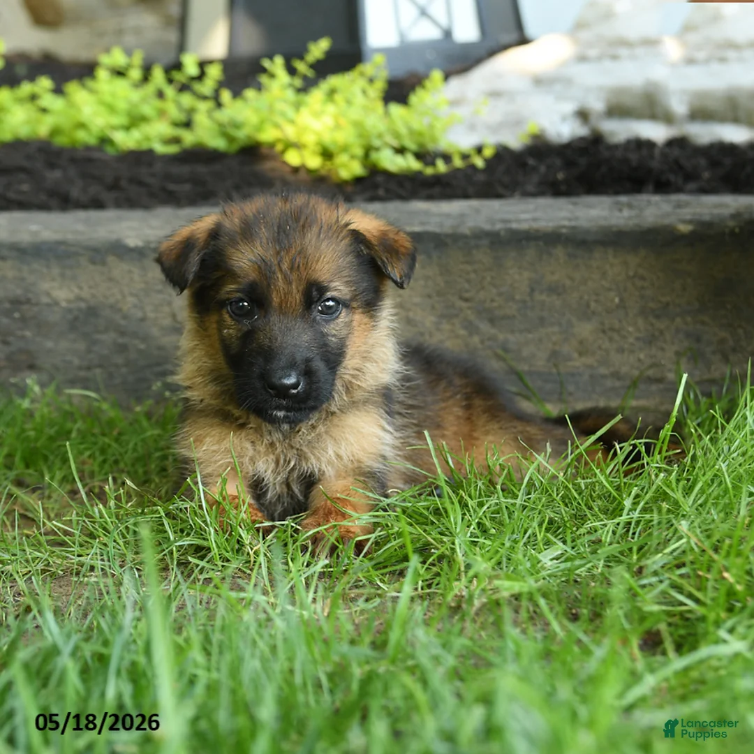 German Shepherd dogs for sale: Benji - Ad 2