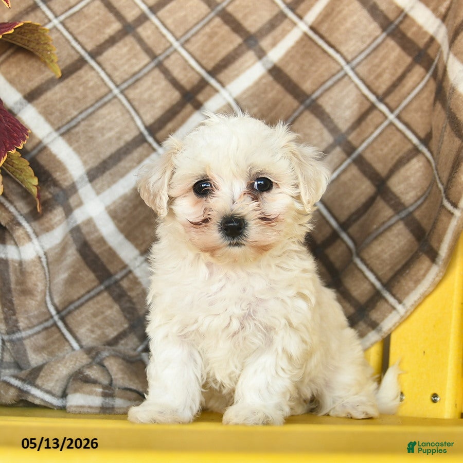 Maltipoo dogs for sale: Sky    - Ad 2