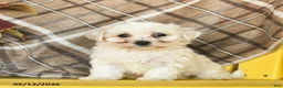 Maltipoo dogs for sale: Sky    - Ad 1