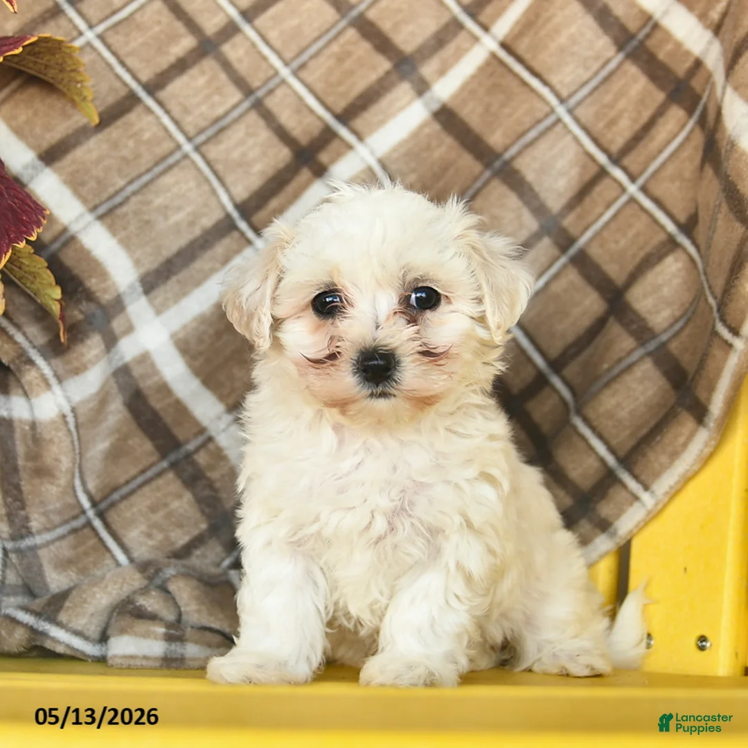 Maltipoo dogs for sale: Sky    - Ad 1