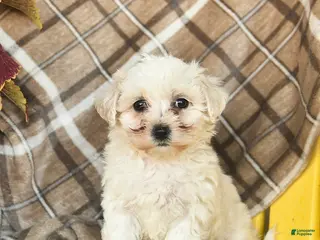 Maltipoo dogs for sale: Sky - Ad 2