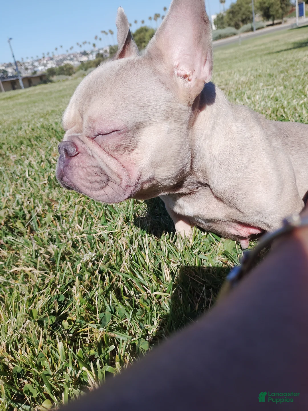 French Bulldog dogs for sale: French Bulldog 1 - Ad 2