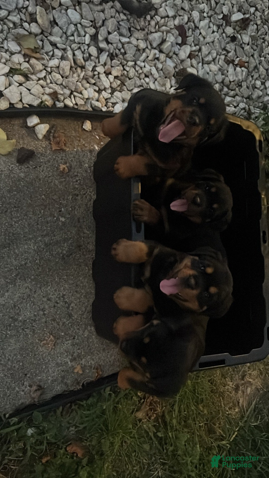 Rottweiler dogs Rottweiler 2 - Ad 21