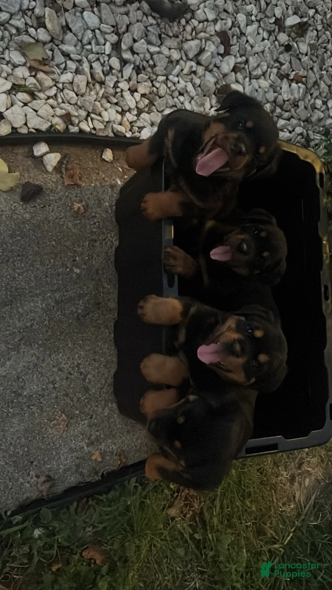 Rottweiler dogs for sale: Rottweiler 2 - Ad 1