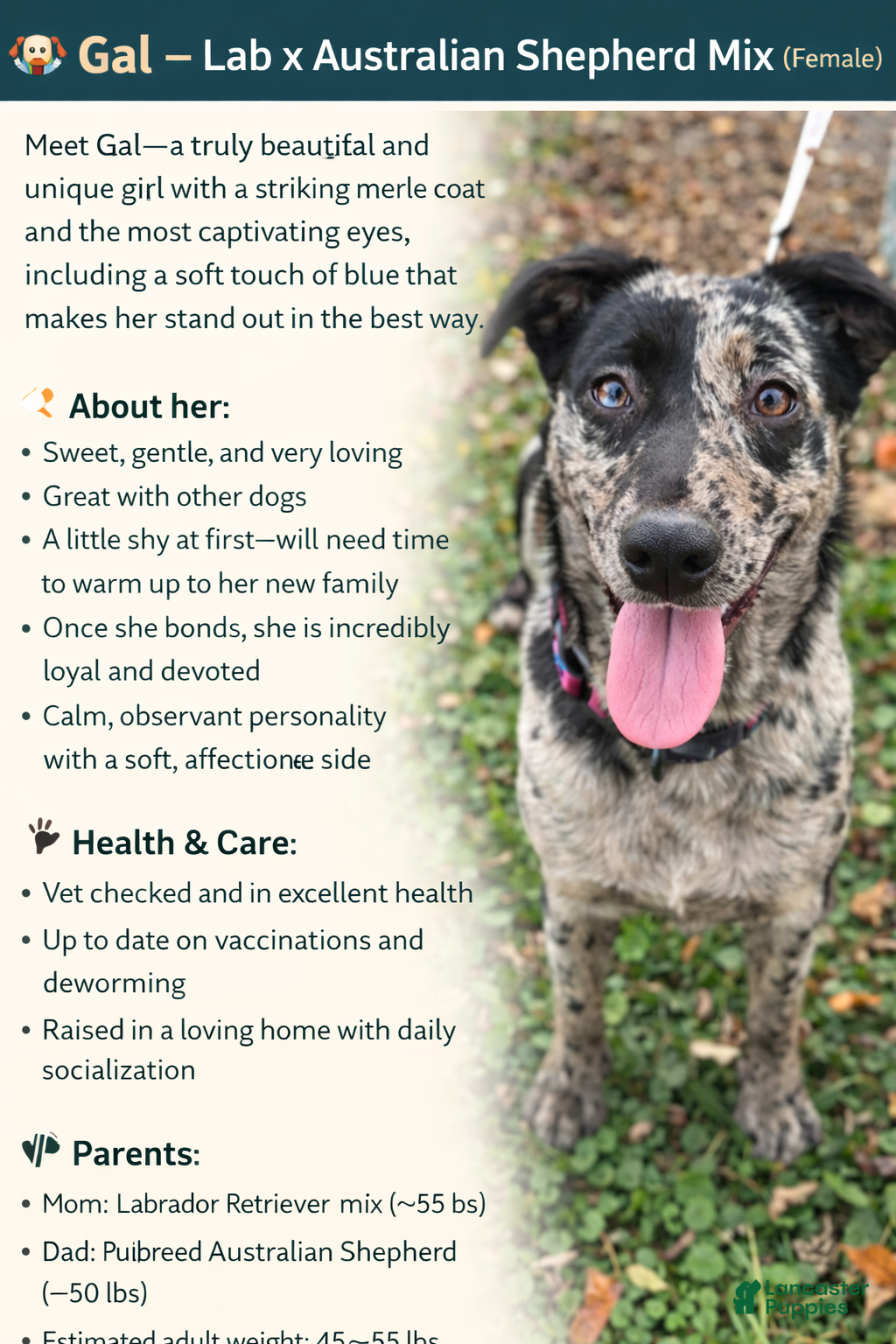 Mixed Breed dogs Gal - Ad 39