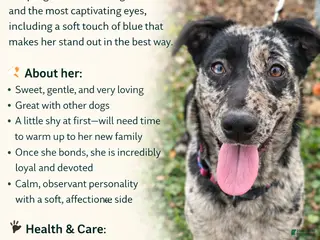 Mixed Breed dogs Gal - Ad 39