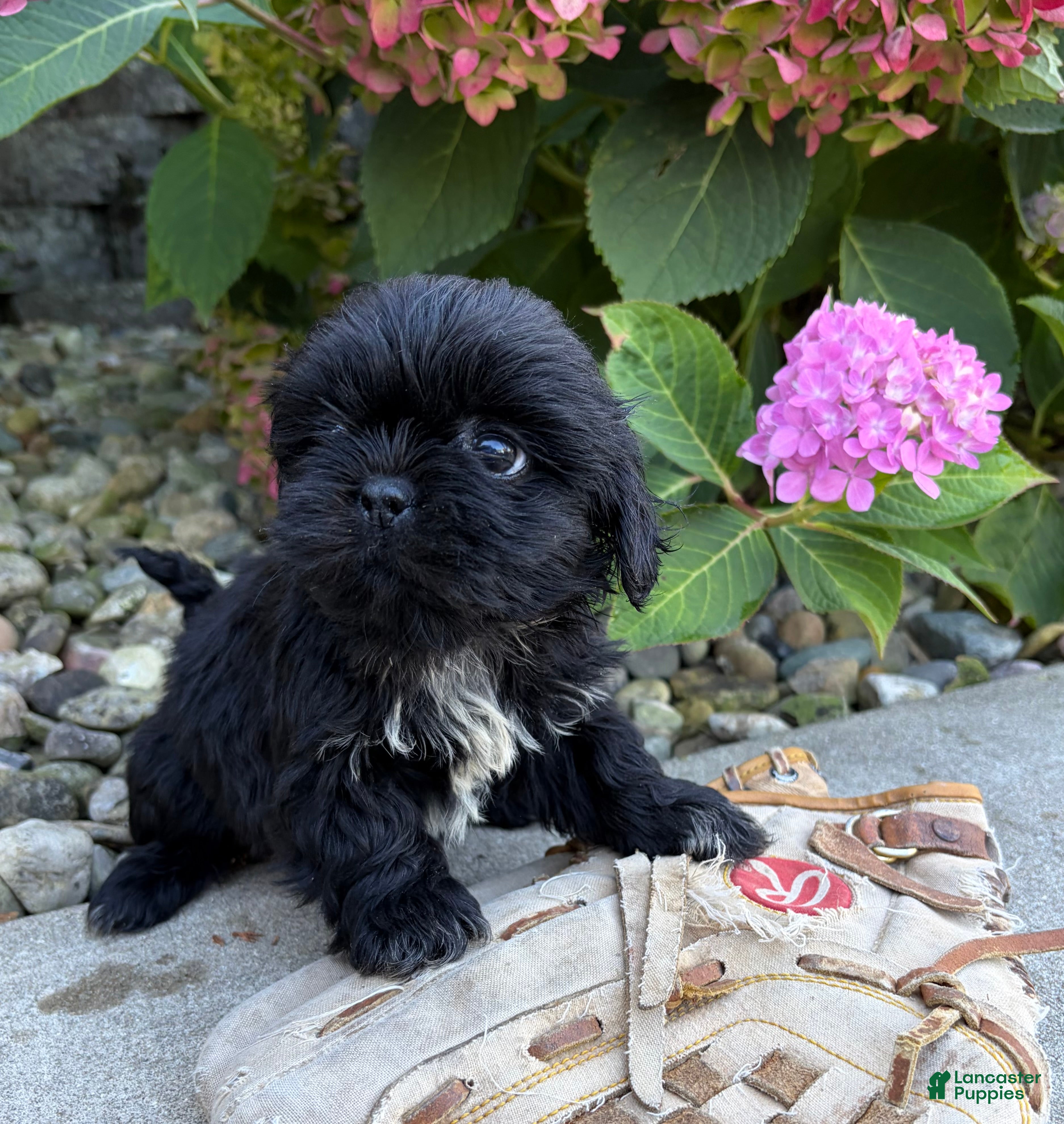 Shih Tzu dogs for sale: Oscar - Ad 2
