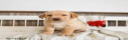 Labrador Retriever dogs for sale: Cheddar - Ad 4