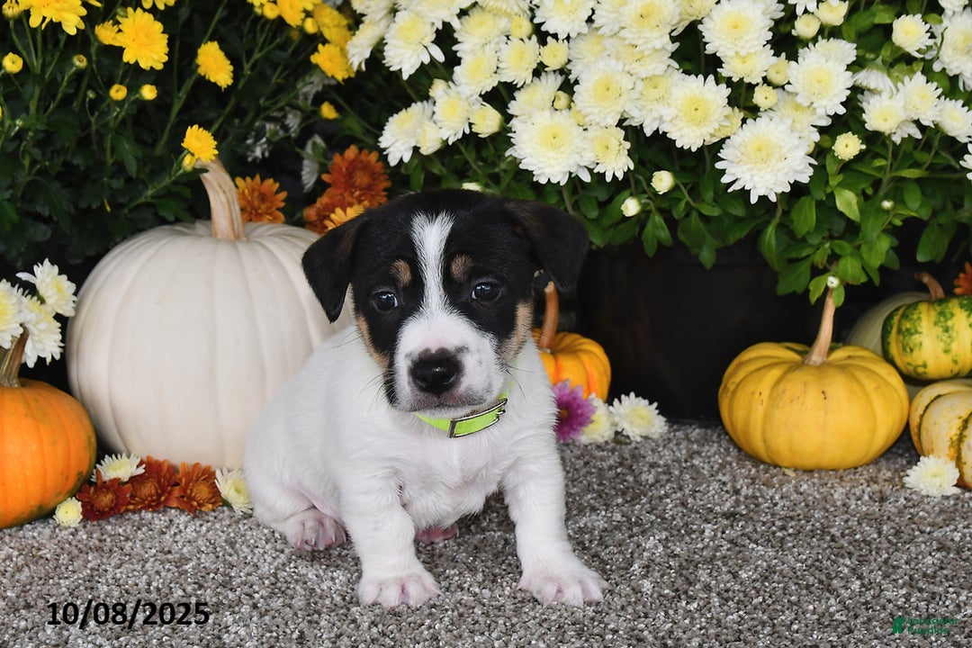 Jack Russell Terrier dogs for sale: Ricky   - Ad 1