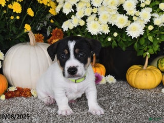 Jack Russell Terrier dogs Ricky - Ad 35
