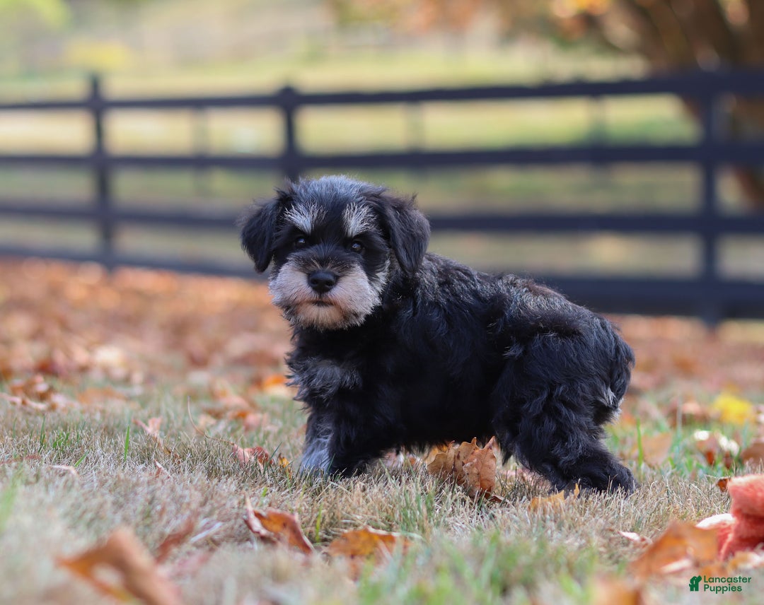 Miniature Schnauzer dogs for sale: Brianna - Ad 30