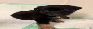  Puppy 6