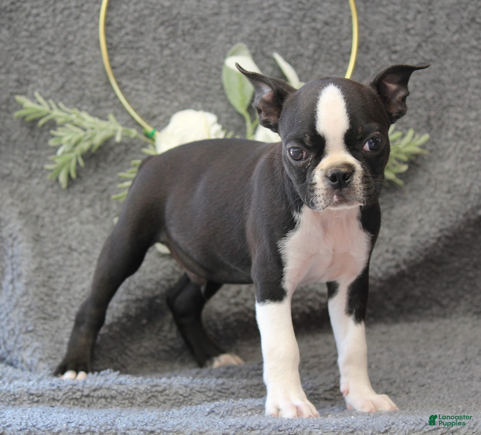 Dog Breed Female Boston Terrier Puppy Terrier Bulldog Breeders Dog