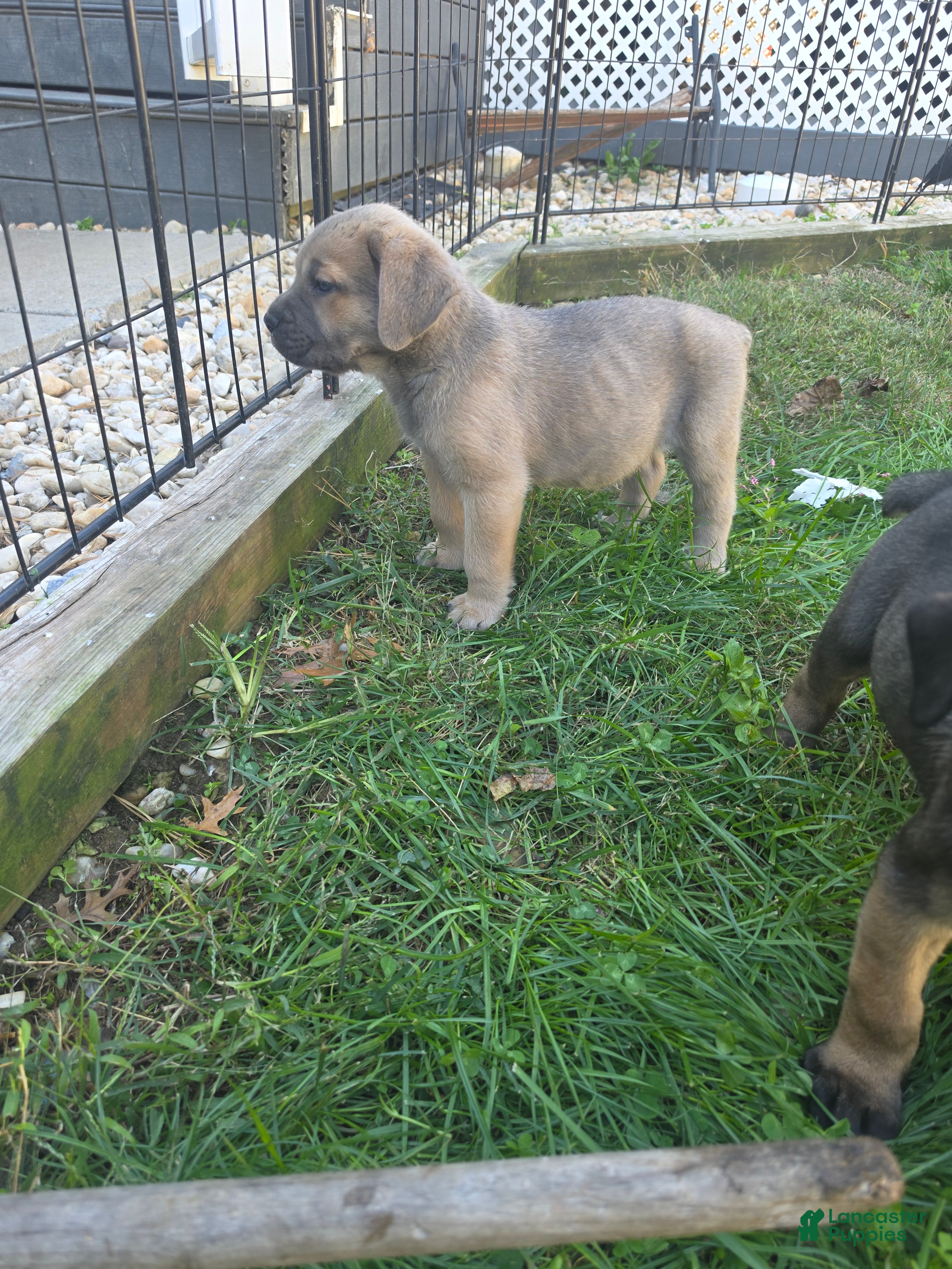 Cane Corso dogs for sale: Thor - Ad 2