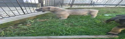 Cane Corso dogs for sale: Thor - Ad 2