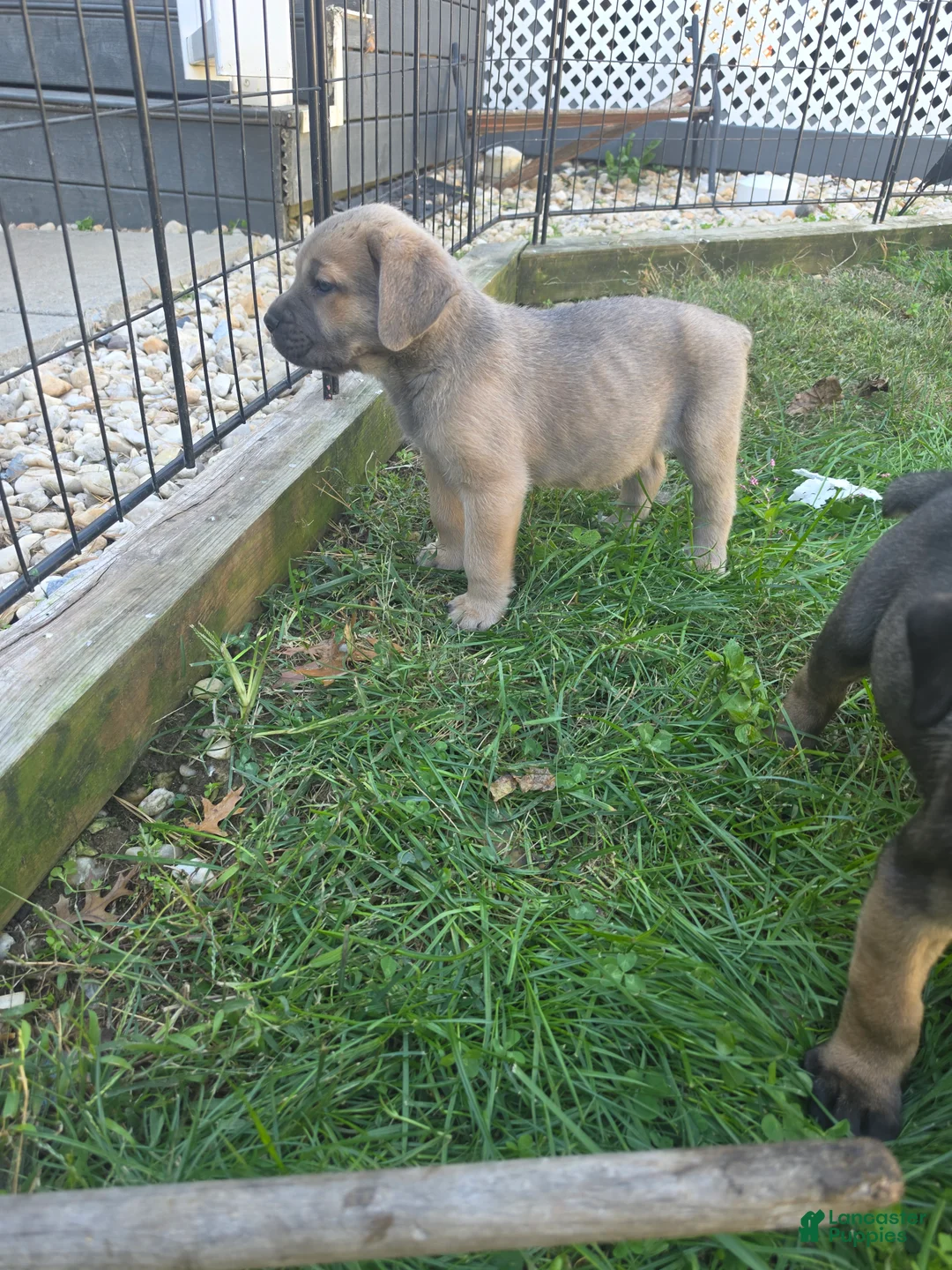 Cane Corso dogs for sale: Thor - Ad 2