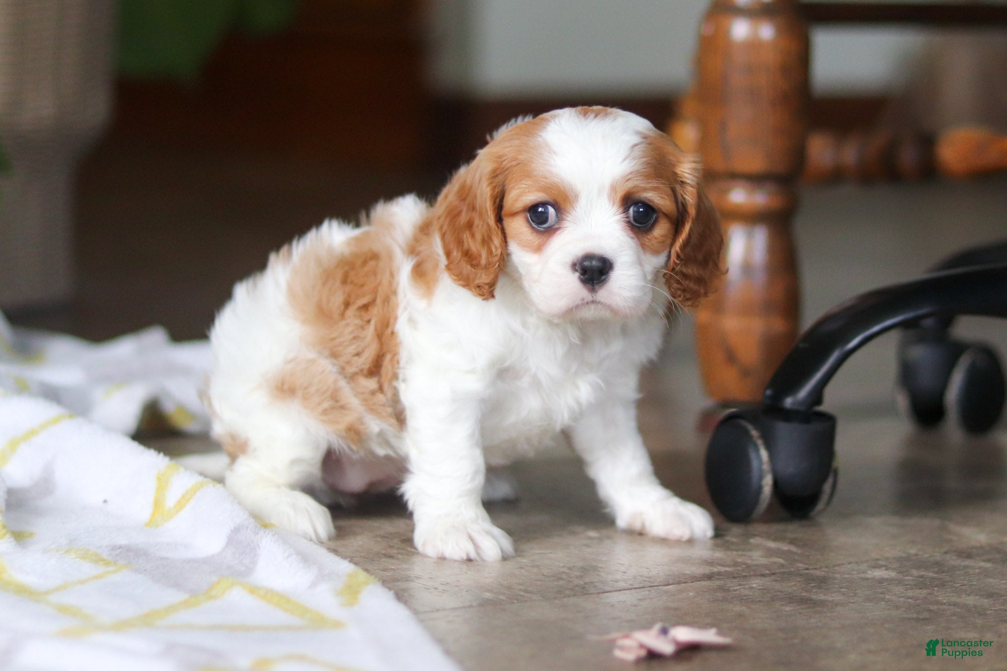 Cavalier King Charles Spaniel dogs Willow - Ad 1