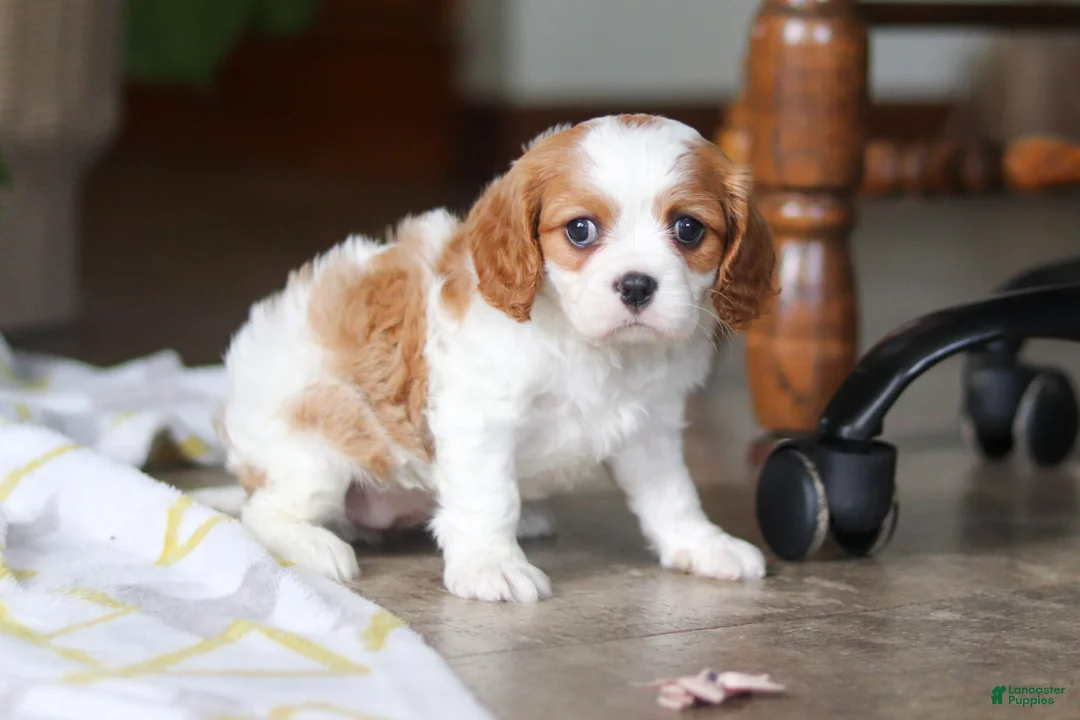 Cavalier King Charles Spaniel dogs for sale: Willow - Ad 1