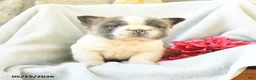French Bulldog dogs for sale: Gregery - Ad 2