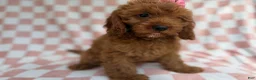 Cavapoo dogs for sale: Reba - Ad 7