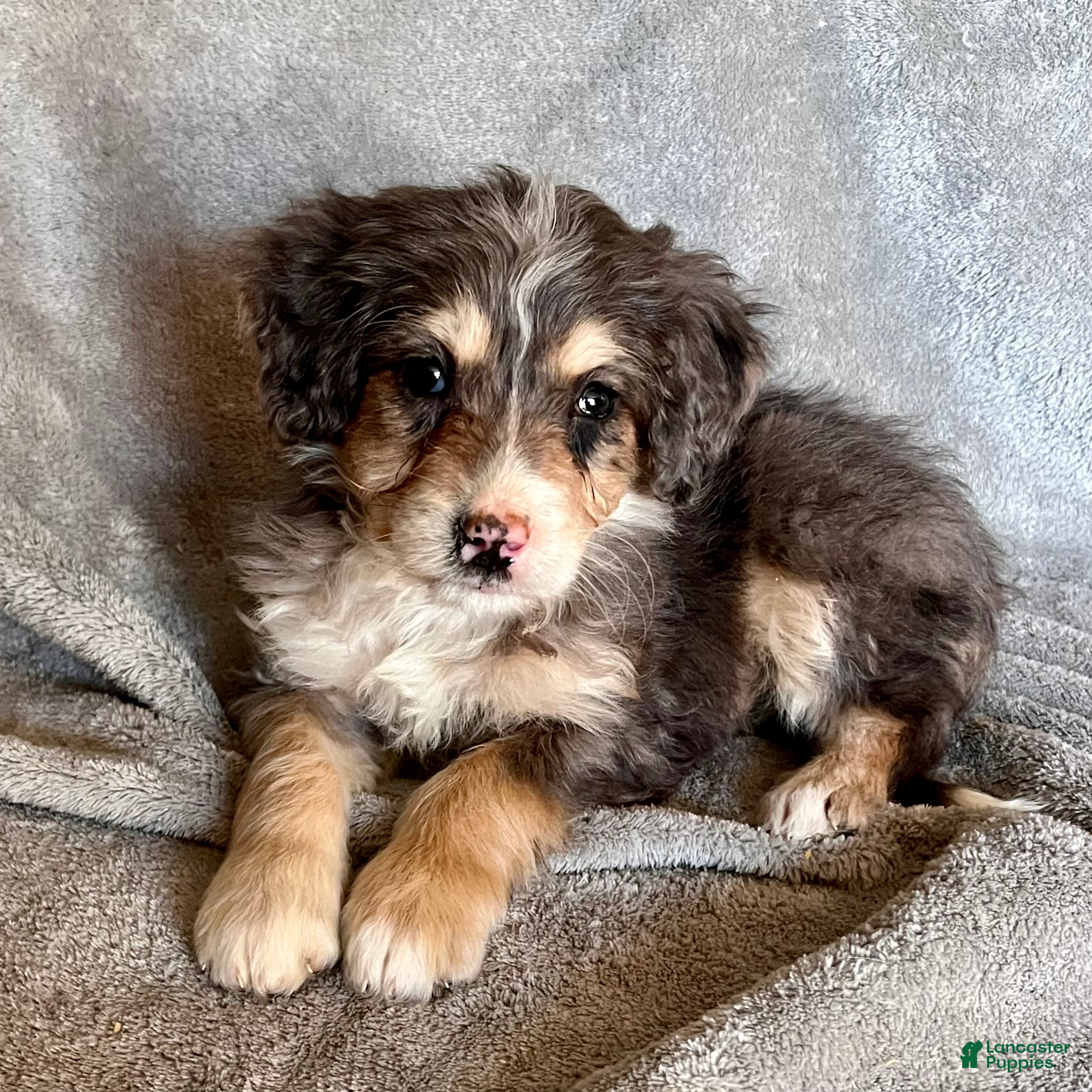 Bernedoodle dogs Juno - Ad 38