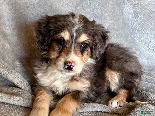 Bernedoodle dogs Juno - Ad 38