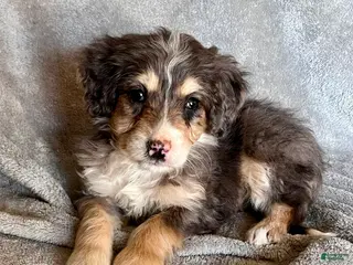 Bernedoodle dogs Juno - Ad 8