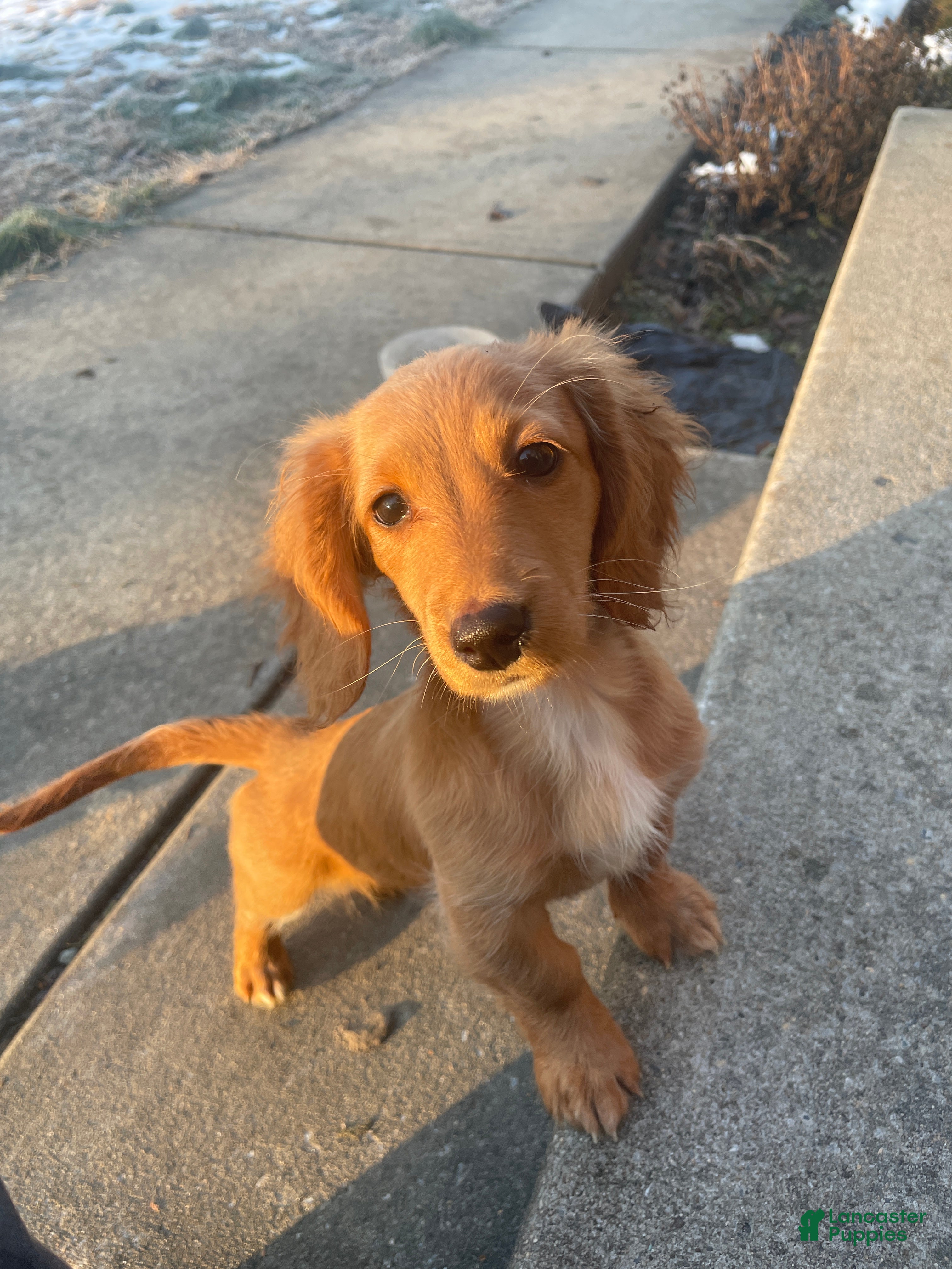 Miniature Dachshund dogs Debbie  - Ad 2