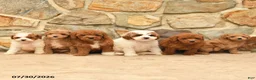 Toy Poodle dogs for sale: Marshal - Ad 5
