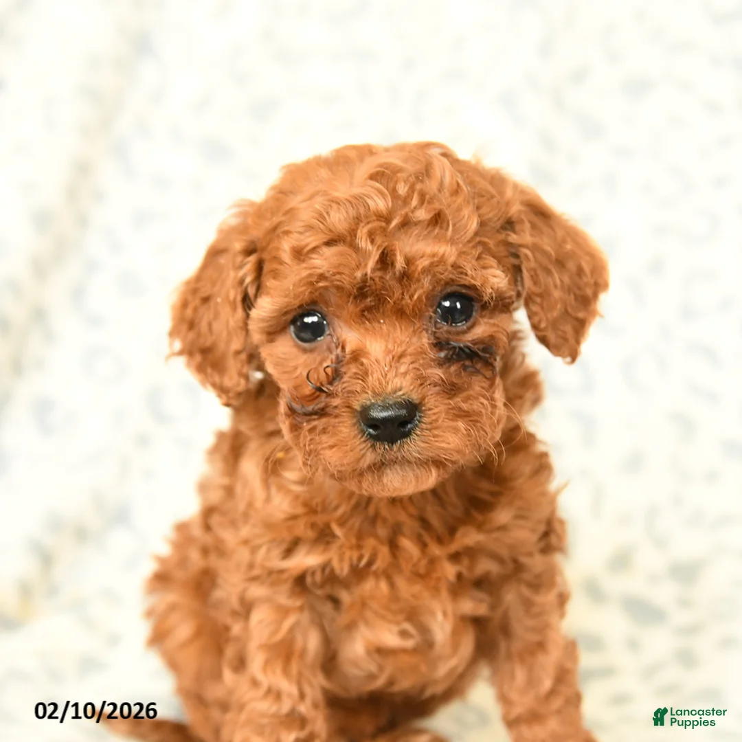 Miniature Poodle dogs for sale: Loki - Ad 1