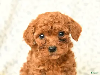 Miniature Poodle dogs Loki - Ad 6