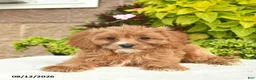 Cavapoo dogs for sale: Izzie  - Ad 5
