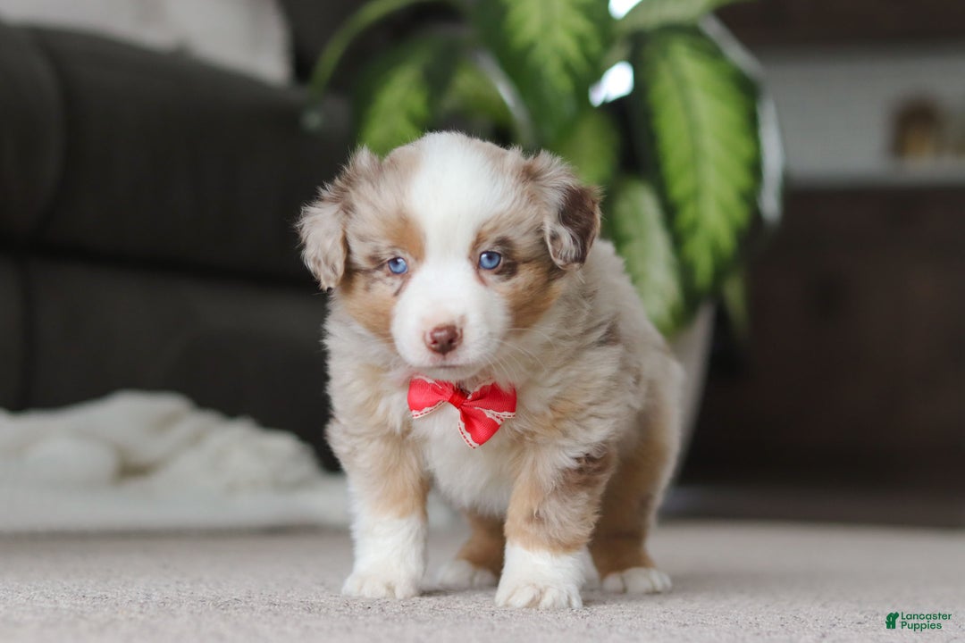 Miniature Australian Shepherd dogs for sale: Austin - Ad 3
