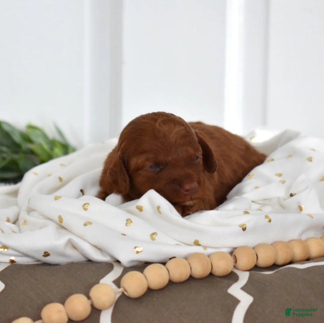 Toy Poodle dogs for sale: Clover  - Ad 5
