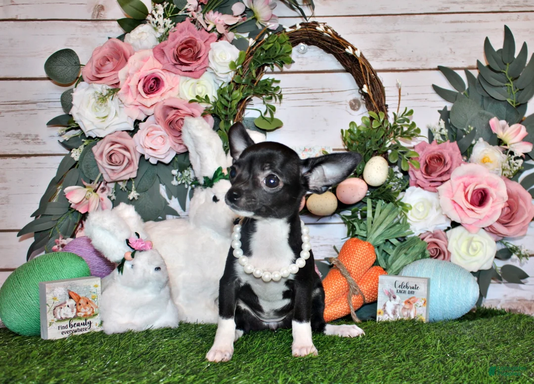 Chihuahua dogs for sale: Greer - Ad 1