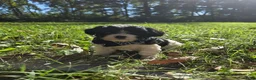 Cavapoo dogs for sale: Magnolia - Ad 3