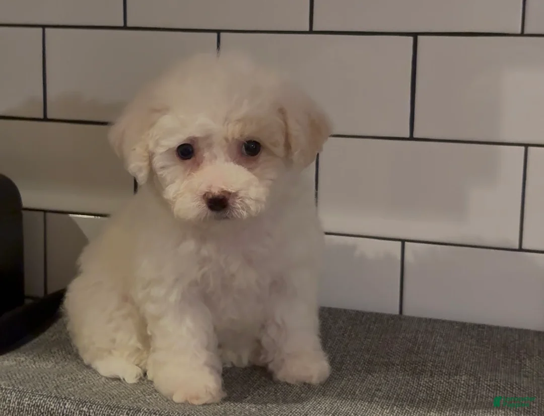 Mixed Breed dogs for sale: Winter - Ad 1