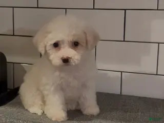 Mixed Breed dogs Winter - Ad 12