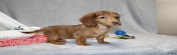 Miniature Dachshund dogs for sale: Archie  - Ad 2