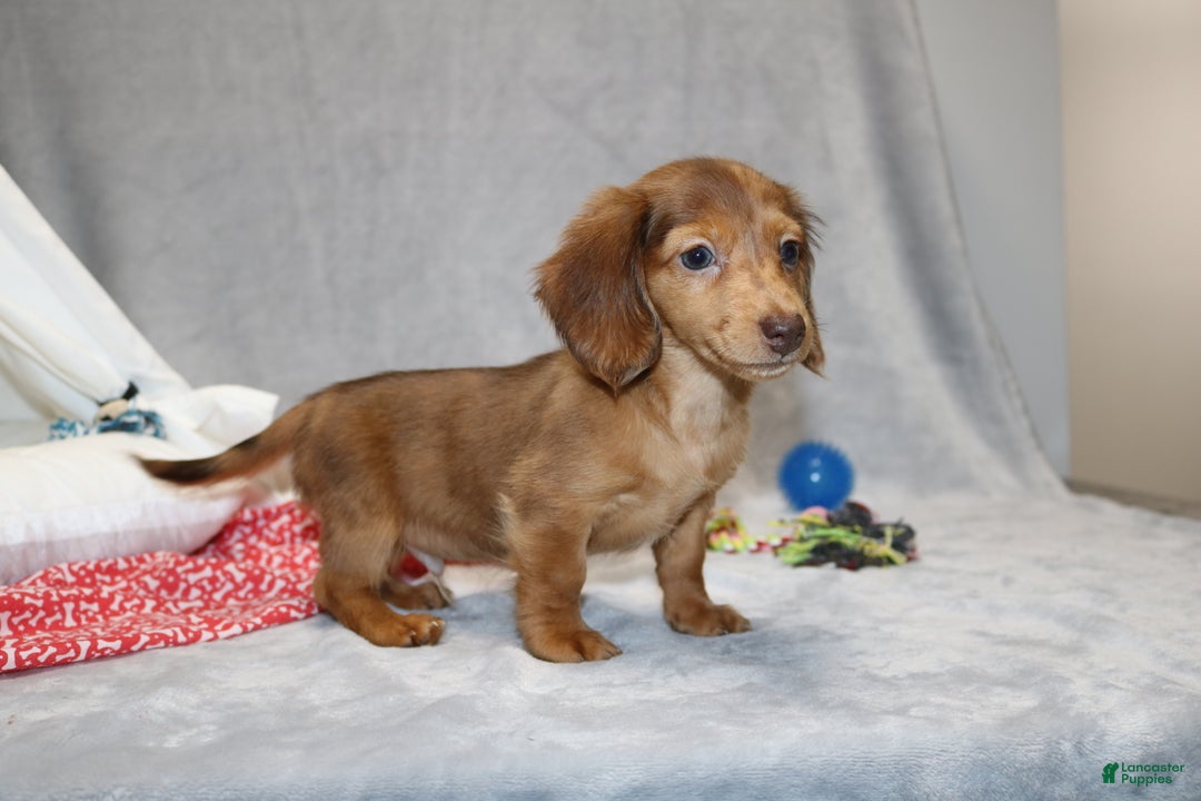 Miniature Dachshund dogs for sale: Archie  - Ad 2
