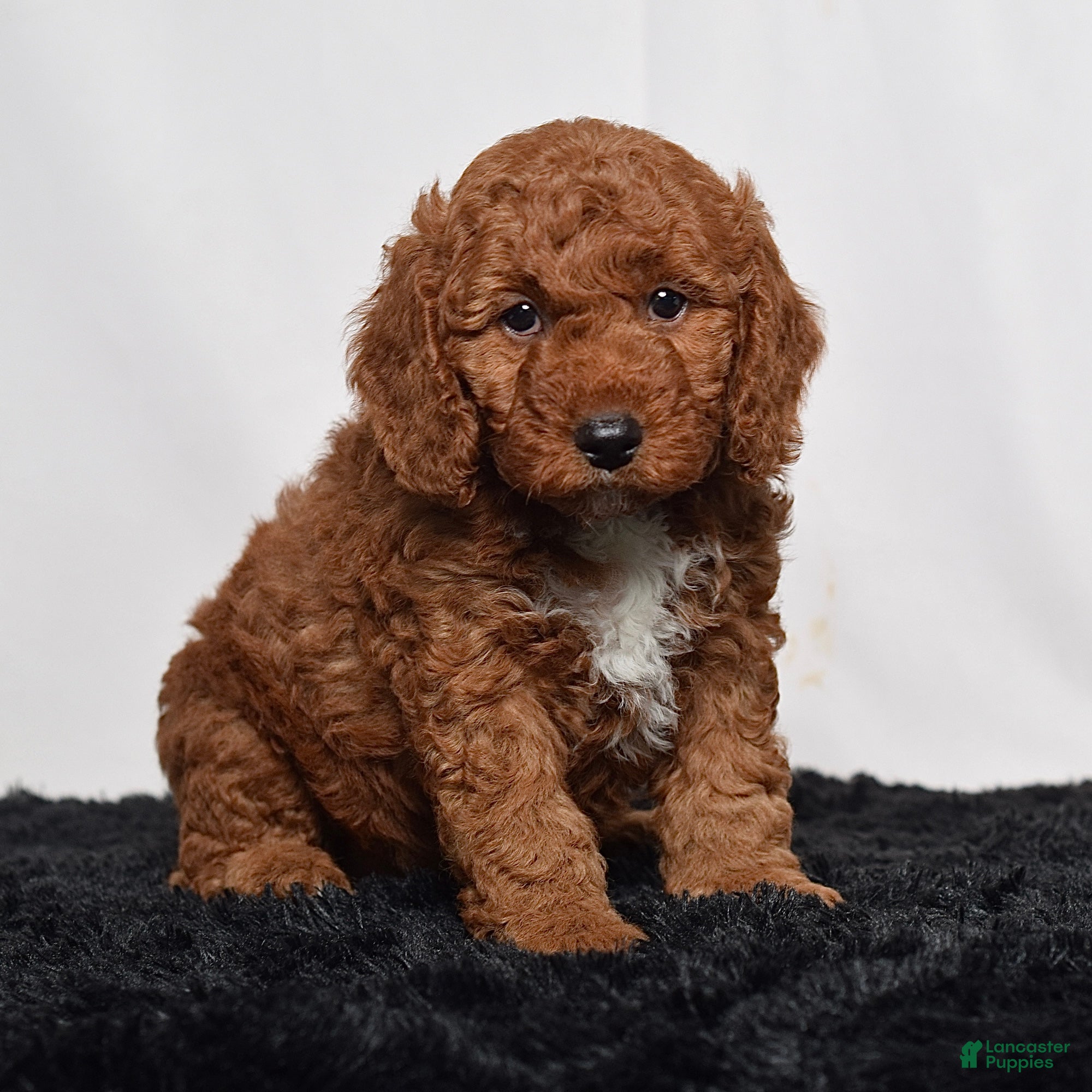 Mini Goldendoodle dogs for sale:  Moose - Ad 3