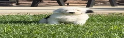 Sheepadoodle dogs for sale: Candy - Ad 3