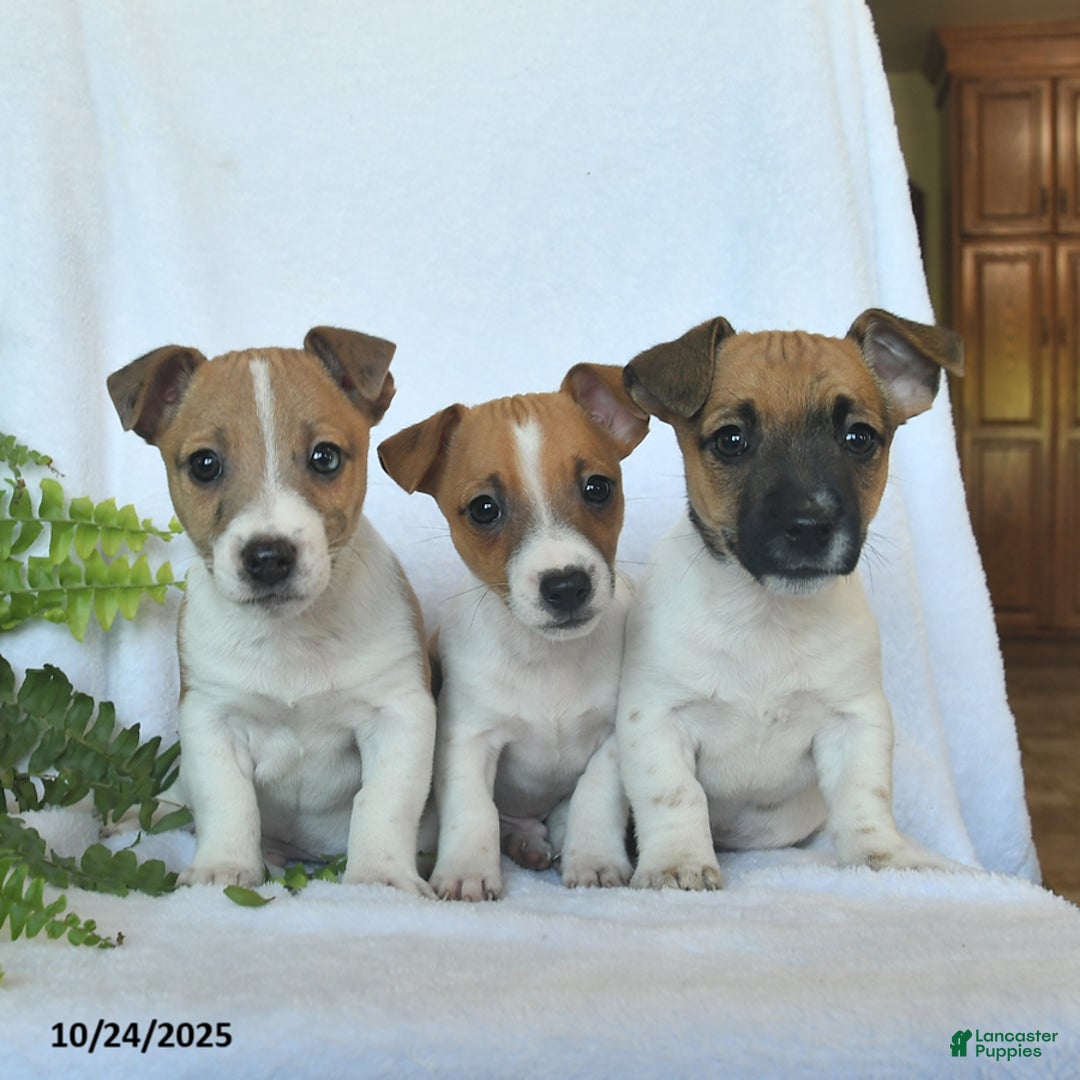 Jack Russell Terrier dogs for sale: Ramsey  - Ad 6